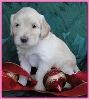 Bailey Rocco puppies 4 weeks old 045