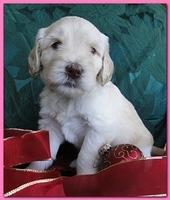 Bailey Rocco puppies 4 weeks old 047