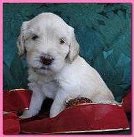 Bailey Rocco puppies 4 weeks old 048