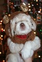 Bailey Rocco puppies 5 weeks old 127