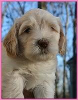 Bailey Rocco puppies 5 weeks old pink 067