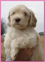 Bailey Rocco puppies 6 weeks old 024