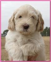 Bailey Rocco puppies 6 weeks old 026