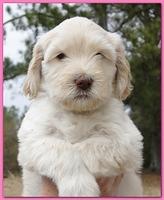 Bailey Rocco puppies 6 weeks old 027