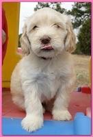 Bailey Rocco puppies 6 weeks old 032