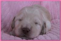 Bailey Rocco pups 11-27-10 198