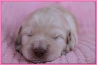 Bailey Rocco pups 11-27-10 201