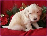 Bailey Rocco pups 4 weeks old 364