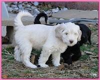 Dancer Bailey puppies 6 weeks old playtime 033