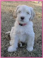 Dancer Bailey puppies 6 weeks old playtime 040