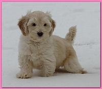 Dancer Bailey puppies 7 weeks snow 004