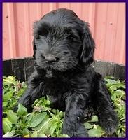 Bailey Rocco 7 weeks old 013