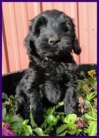 Bailey Rocco 7 weeks old 017