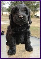 Bailey Rocco 7 weeks old 022