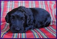 Bailey Rocco puppies 3 weeks old 017