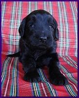 Bailey Rocco puppies 3 weeks old 018