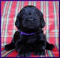 Bailey Rocco puppies 3 weeks old 021
