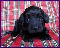 Bailey Rocco puppies 3 weeks old 023