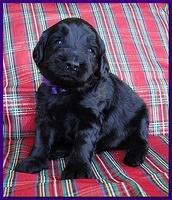 Bailey Rocco puppies 3 weeks old 062