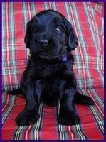 Bailey Rocco puppies 3 weeks old 066