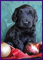 Bailey Rocco puppies 4 weeks old 057