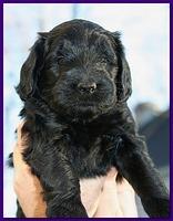 Bailey Rocco puppies 5 weeks old purple 075
