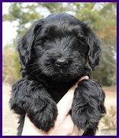 Bailey Rocco puppies 6 weeks old 011