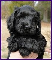 Bailey Rocco puppies 6 weeks old 014