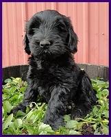 Bailey Rocco puppies 7 weeks old 029