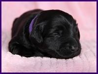 Bailey Rocco pups 11-27-10 123