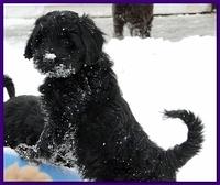 Dancer Bailey puppies 7 weeks snow 028