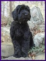 Sarah Bailey Rocco 13 weeks old 003