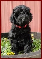 Bailey Rocco 7 weeks old 012