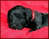 Bailey Rocco puppies 2 weeks old 046
