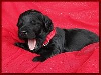Bailey Rocco puppies 2 weeks old 048