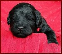 Bailey Rocco puppies 2 weeks old 049