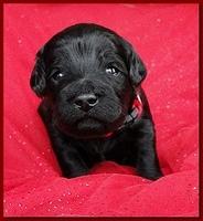 Bailey Rocco puppies 2 weeks old 051