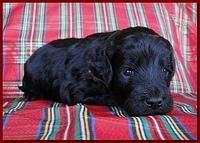 Bailey Rocco puppies 3 weeks old 054