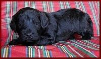 Bailey Rocco puppies 3 weeks old 056