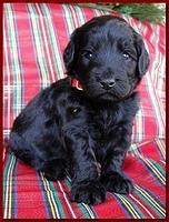Bailey Rocco puppies 3 weeks old 059