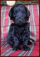 Bailey Rocco puppies 3 weeks old 060