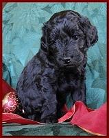 Bailey Rocco puppies 4 weeks old 032