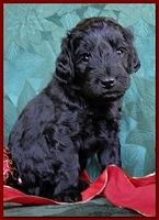 Bailey Rocco puppies 4 weeks old 033