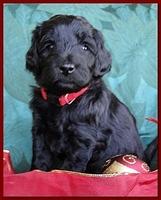 Bailey Rocco puppies 4 weeks old 034