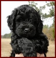 Bailey Rocco puppies 6 weeks old 041