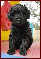 Bailey Rocco puppies 6 weeks old 044