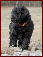 Bailey Rocco puppies 7 weeks old 004
