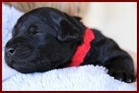 Bailey Rocco pups 11-27-10 225