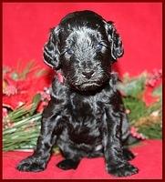 Bailey Rocco pups 4 weeks old 300