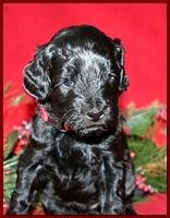 Bailey Rocco pups 4 weeks old